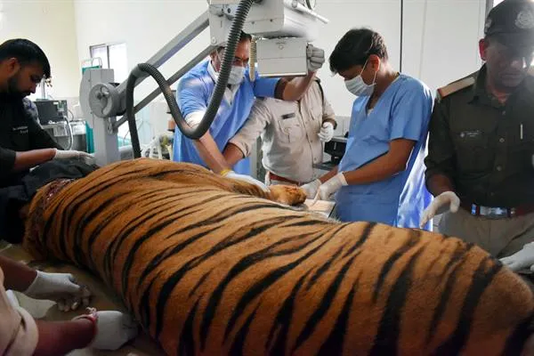 वन विहार में बांधवगढ टाईगर रिजर्व के नर बाघ 'छोटा भीम' का हो रहा उपचार