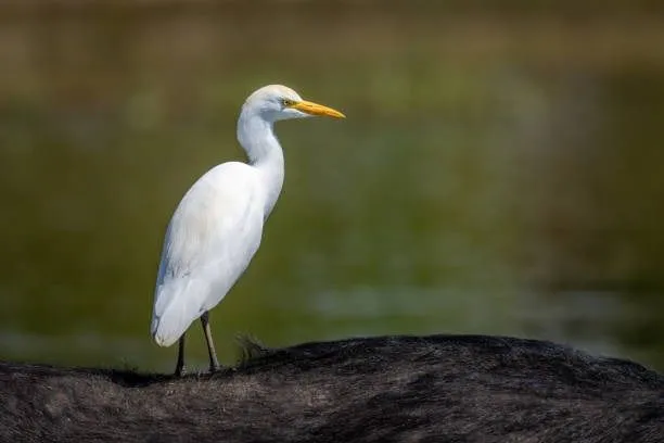 जीवन बदल देगा बगुले का ये खास गुण, हर काम में मिलेगी सफलता - Chanakya niti  says one quality of heron bagula bird makes you successful wealthy do  progress lifetime tviss