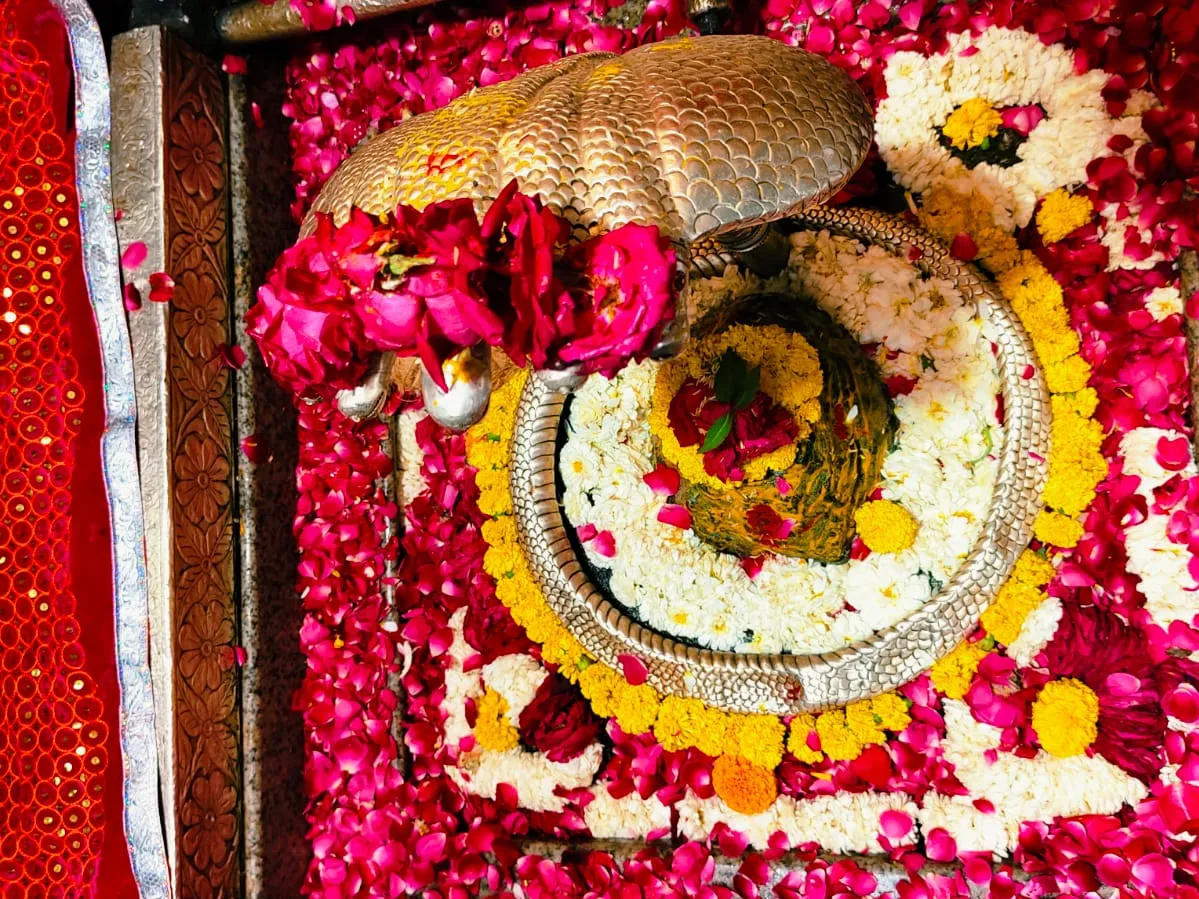 Darshan of Omkareshwar Jyotirlinga on Mahashivratri | महाशिवरात्रि पर  ओंकारेश्वर ज्योतिर्लिंग के दर्शन: फूलों से सजा बाबा का दरबार, गर्भगृह के  बाहर हो रहे दर्शन ...