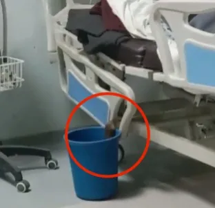 दवाइयों और मेडिकल वेस्ट से भरे डस्टबिन में चूहे।