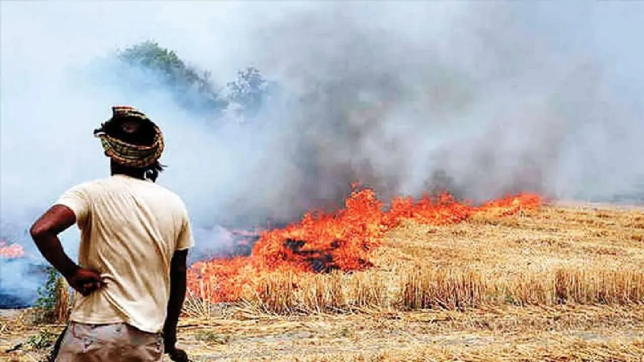 पराली प्रदूषण रोकने के लिए करोड़ों खर्च, नतीजा जीरो...इस बार आसमान साफ होगा  या सिर्फ बजट? | 2440 crore rupees spent in only four years to stop stubble  burning case but result