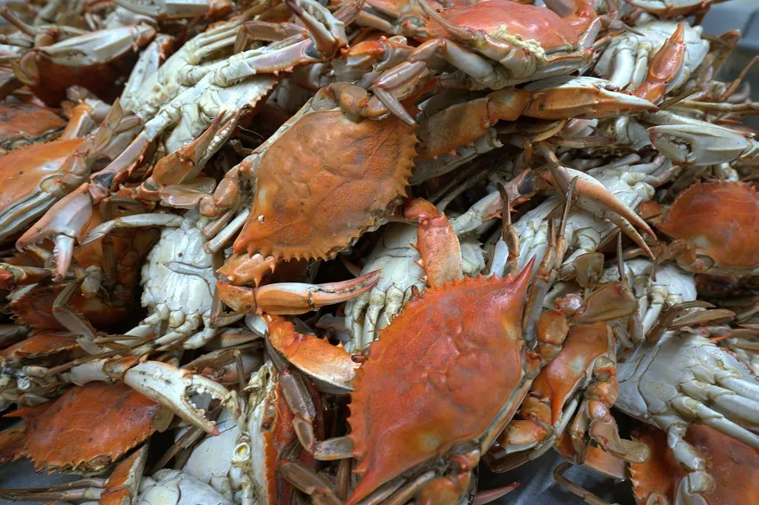 Tonys Seafood