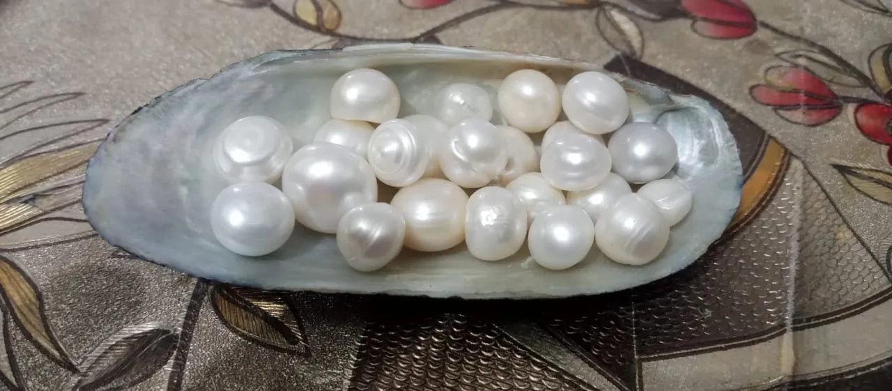 Pearl Farming Rajasthan