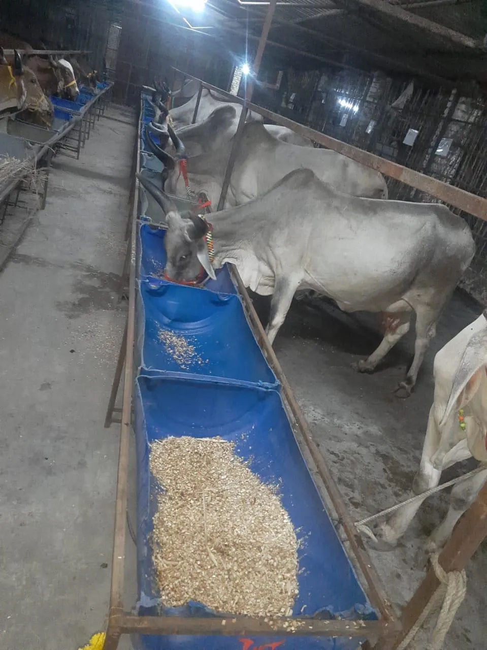 Jyoti Padma Dairy Farm