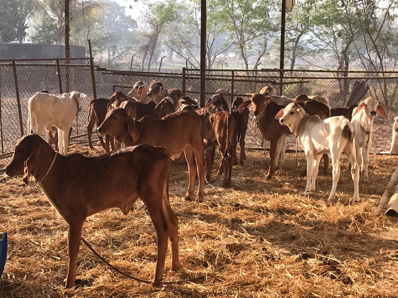 BKD Farm Cows