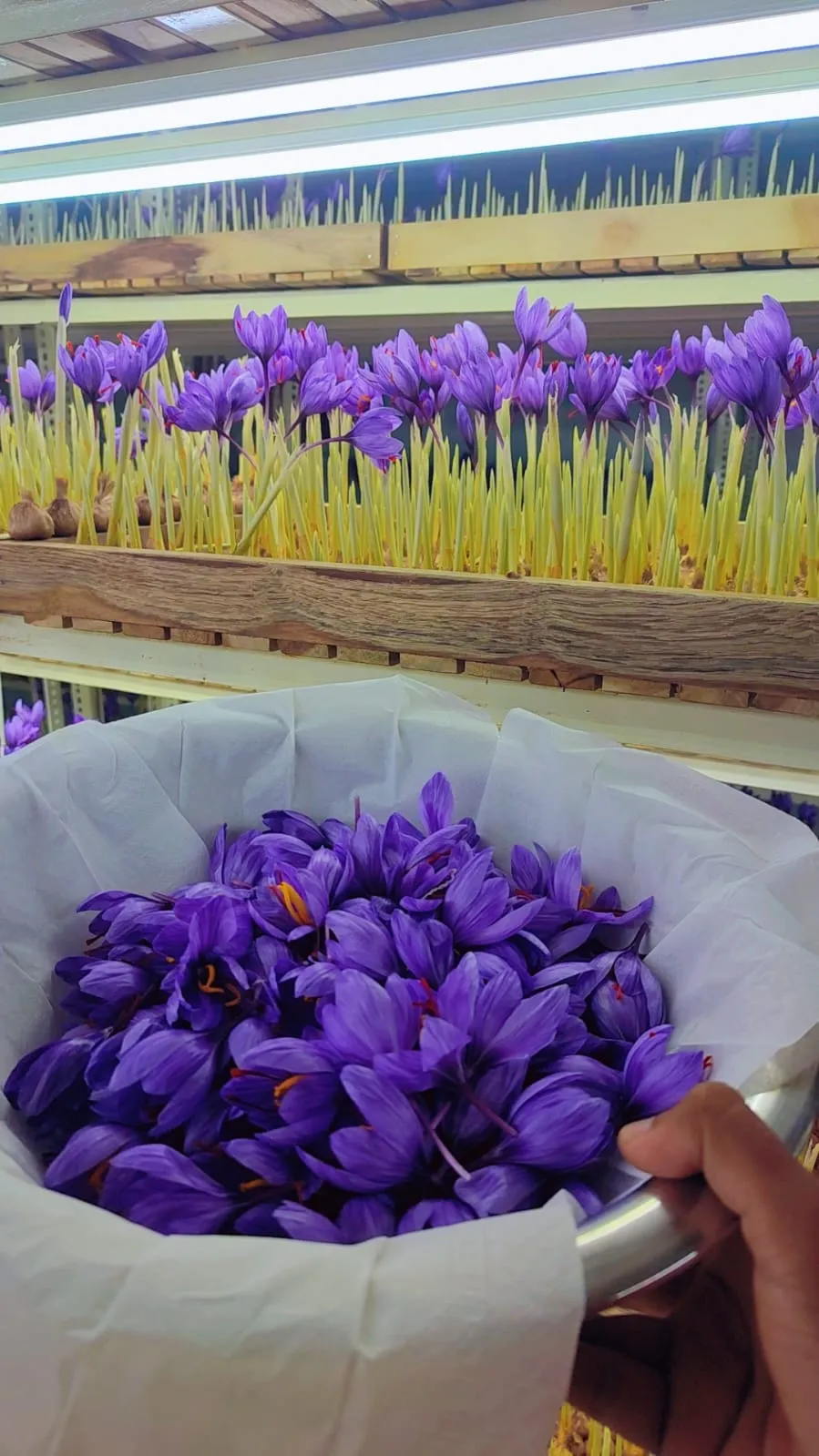 saffron farming