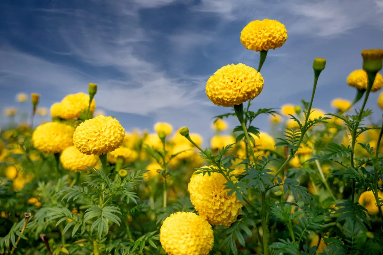 marigold farming