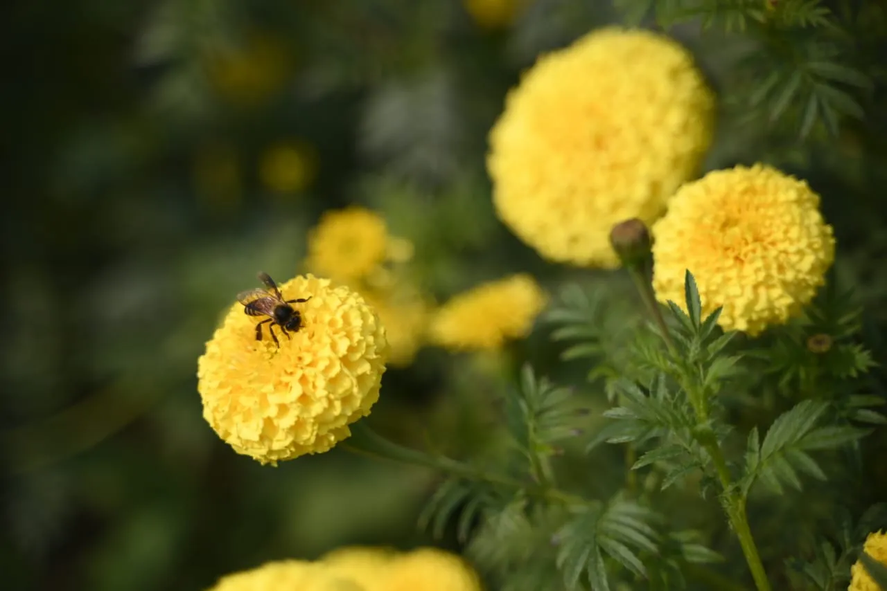 Tennis Ball marigold