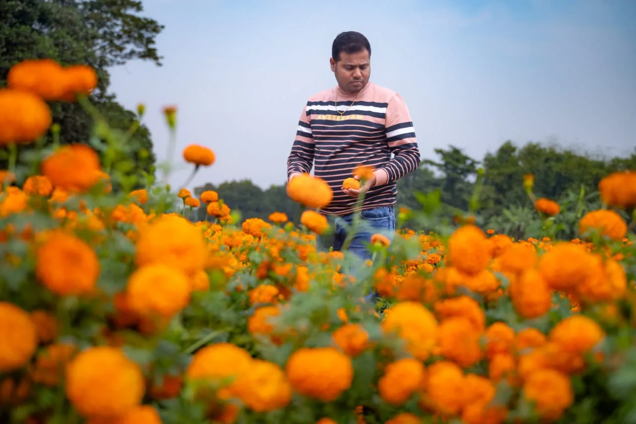 marigold farming