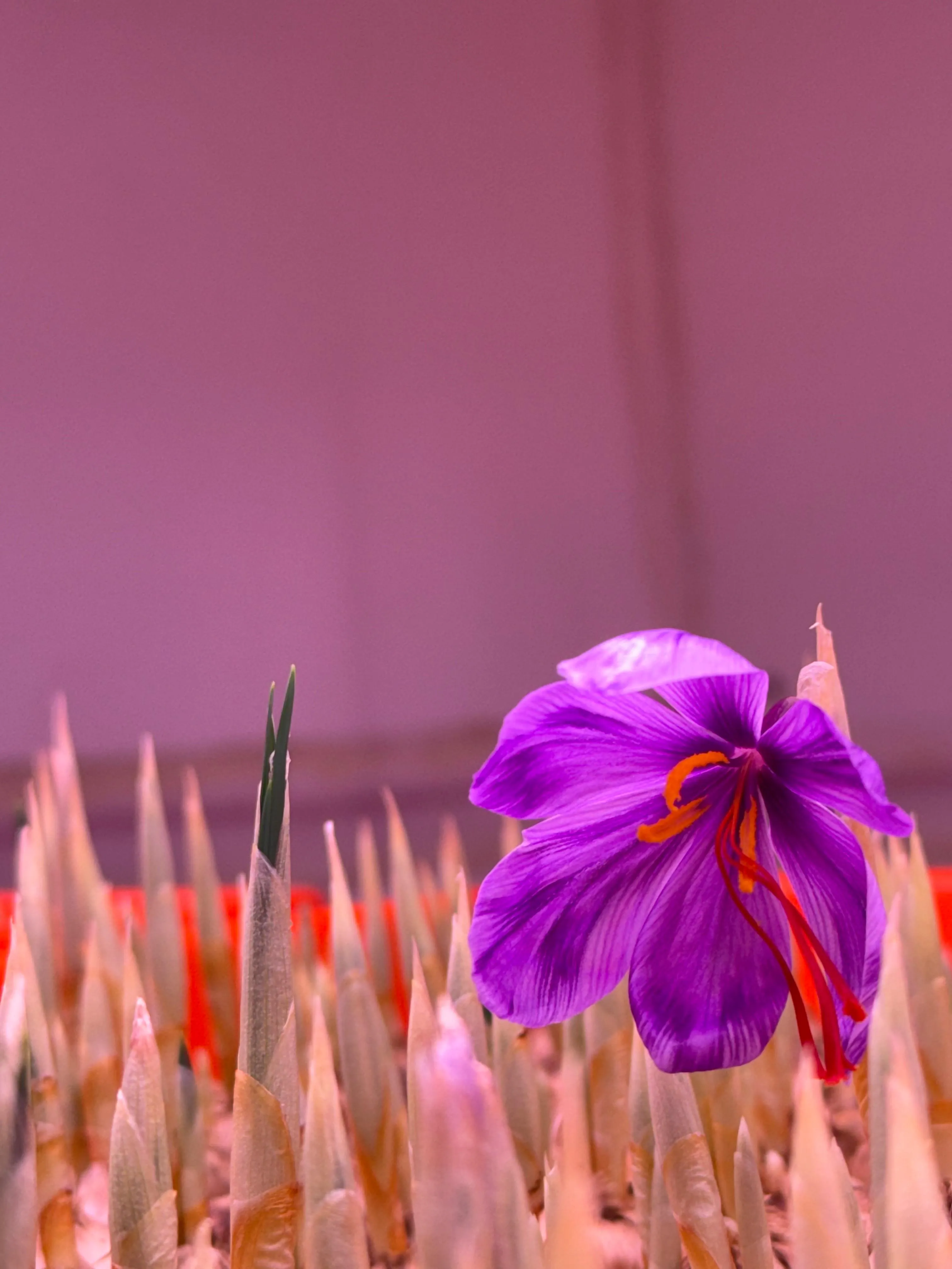 saffron farming