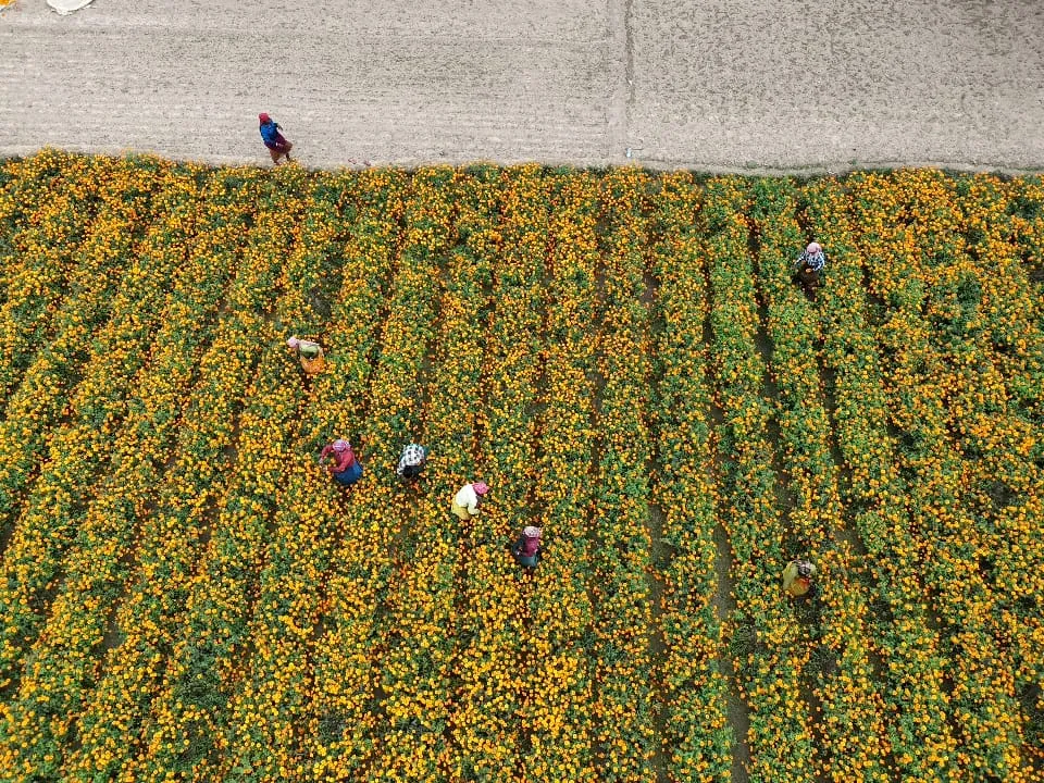 marigold farm