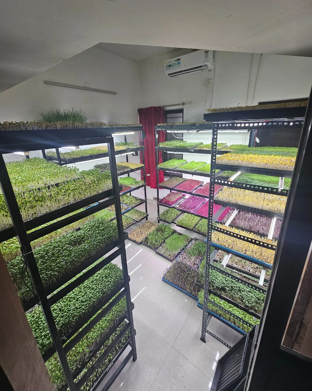 Microgreens Farming at Home