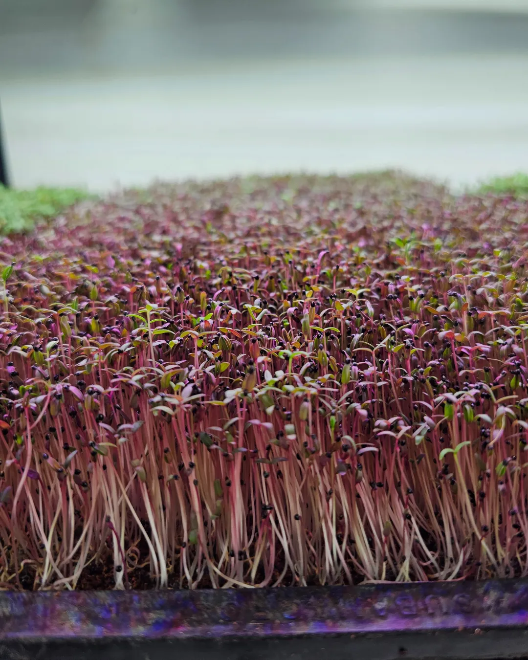 Microgreens Farming
