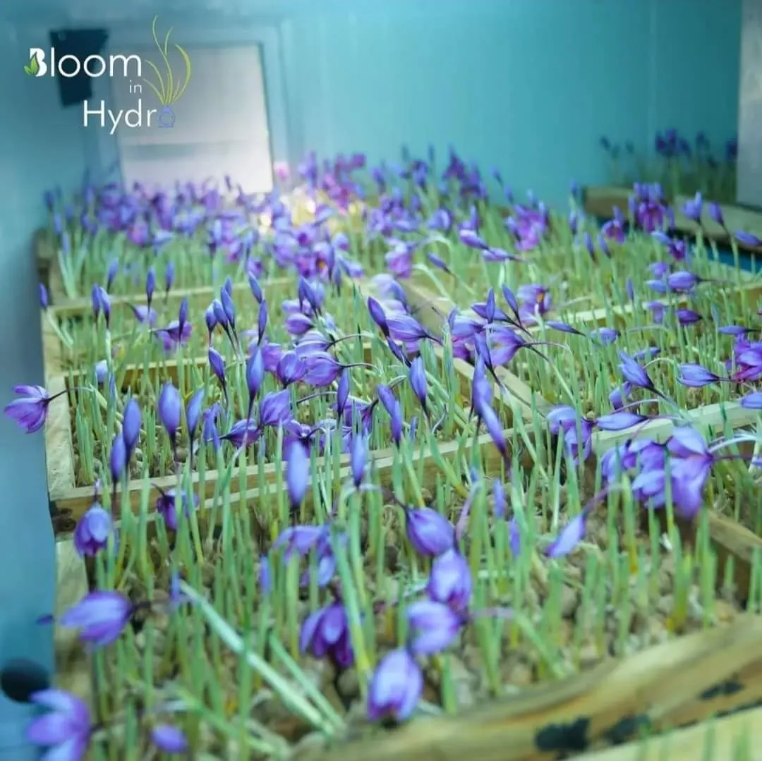 bloom in hydro