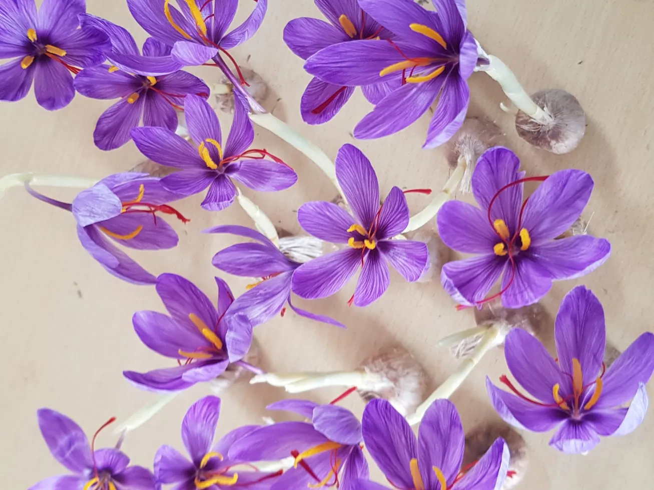 saffron farming