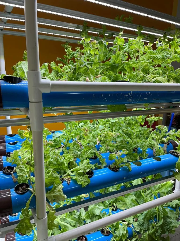 Sujata's hydroponics