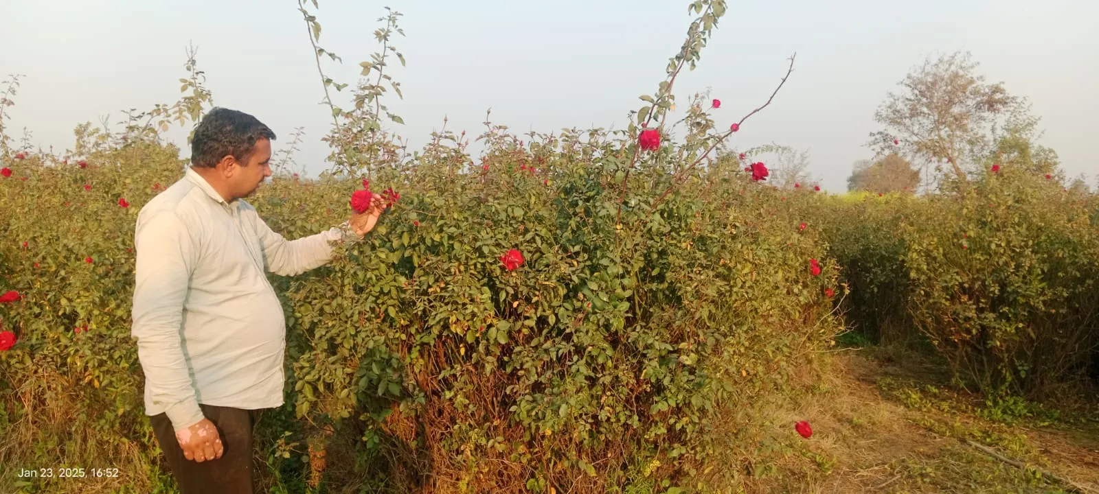 rose farmer 