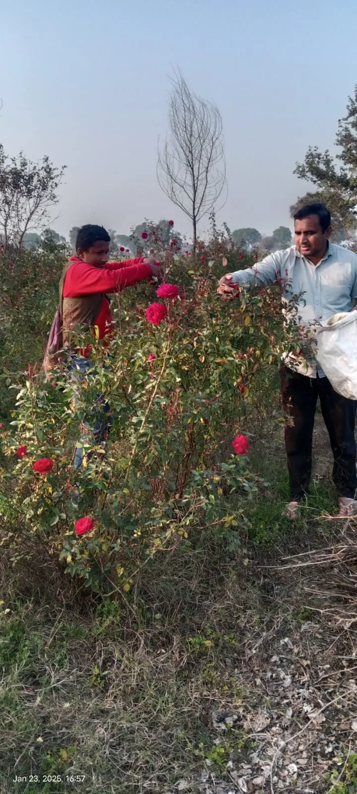 rose farmer
