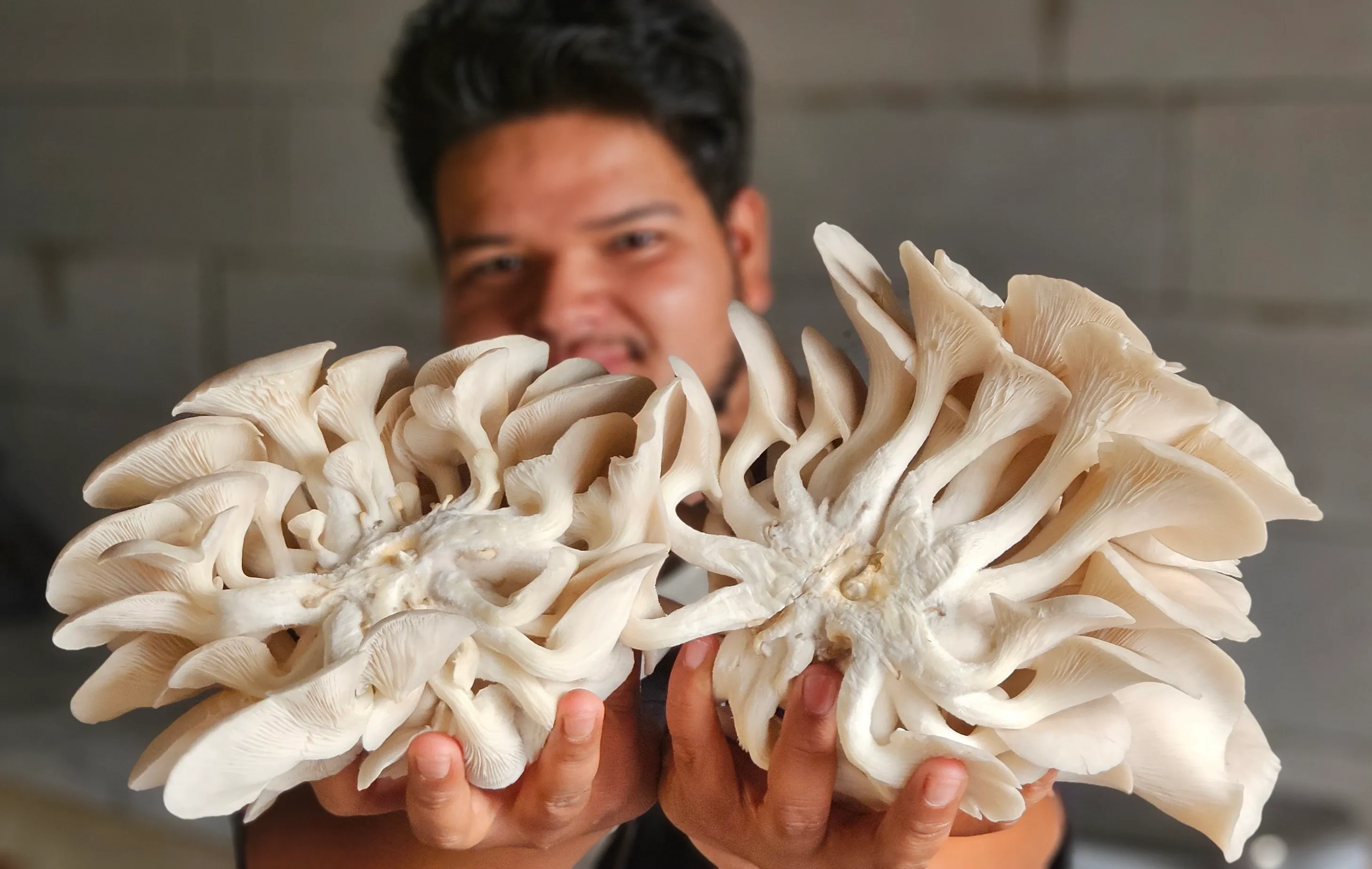 The Project Mushroom in 