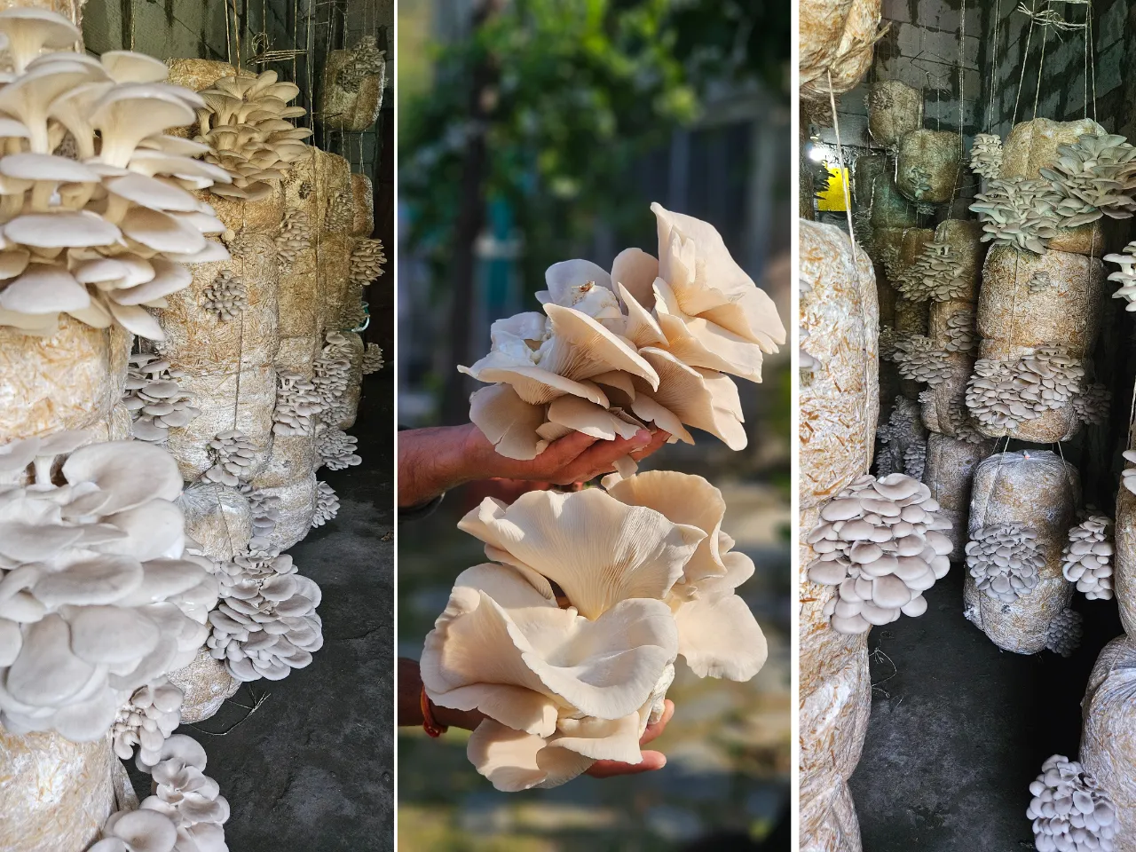 Mushroom Production At - The Project Mushroom