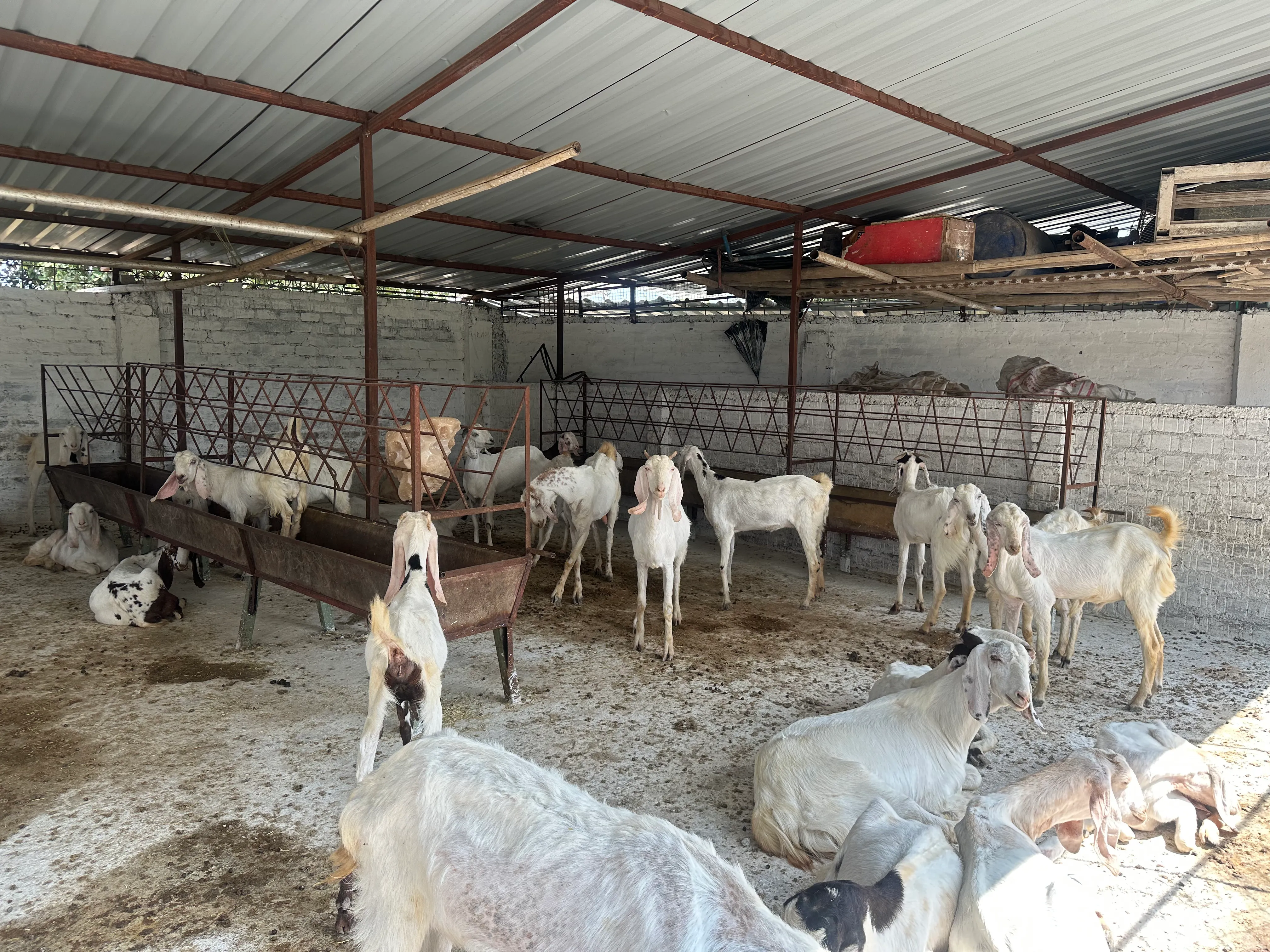 Bhopal Goat and Agro Farm