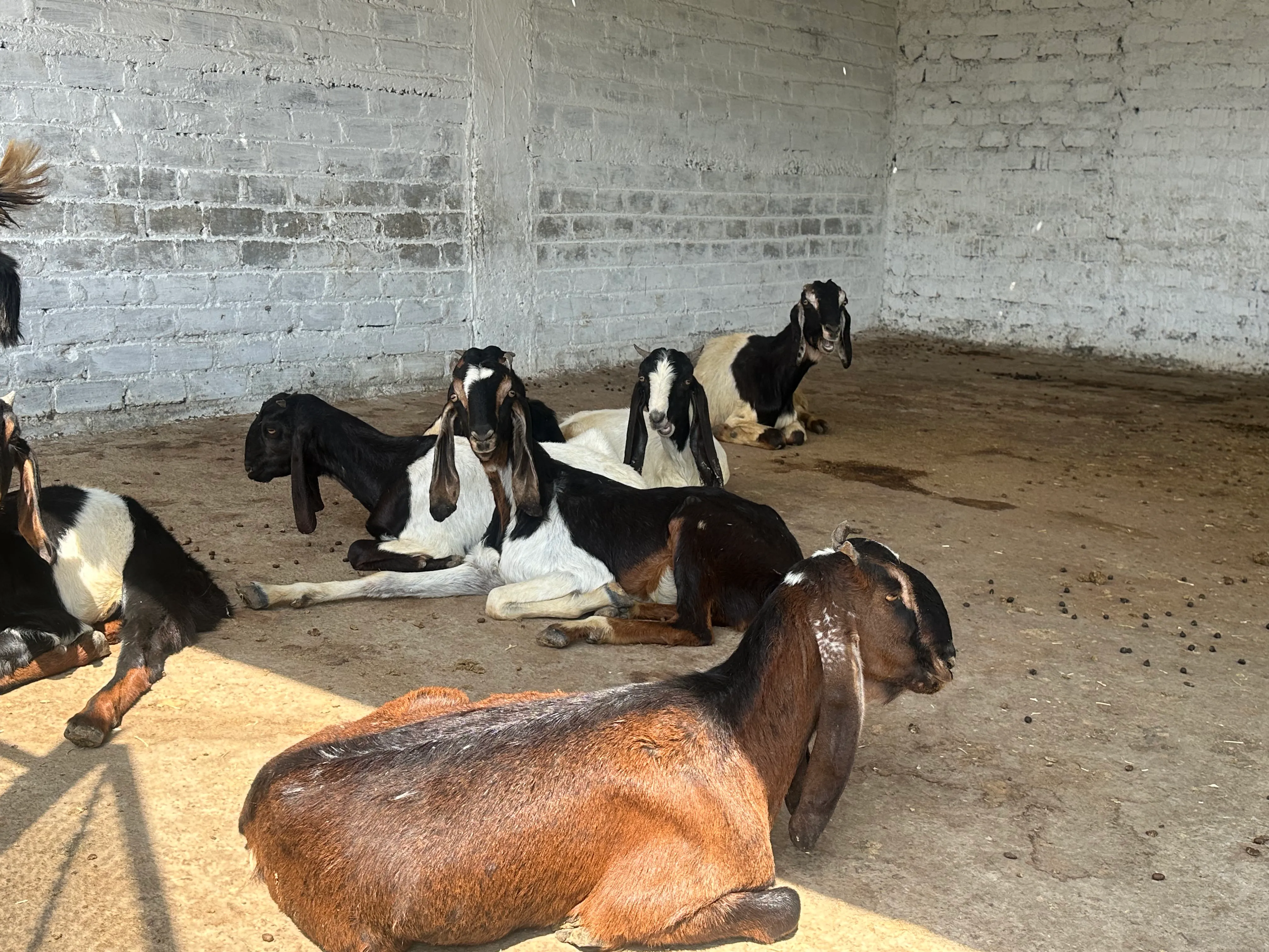 The Bhopal Goat and Agro Farm was founded in 2021.