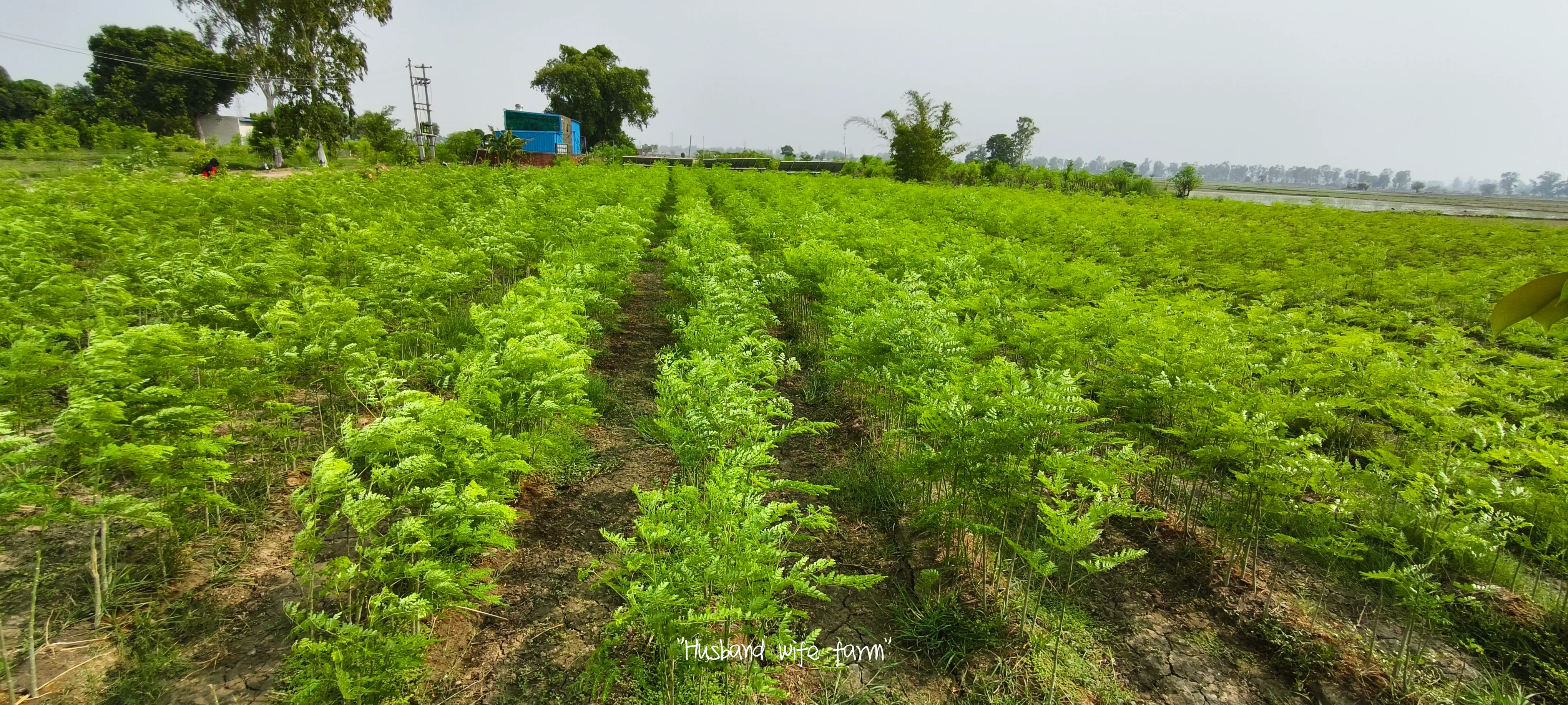 Husband Wife Farm is a Haryana-based moringa brand that offers high-quality, unadulterated moringa to customers.