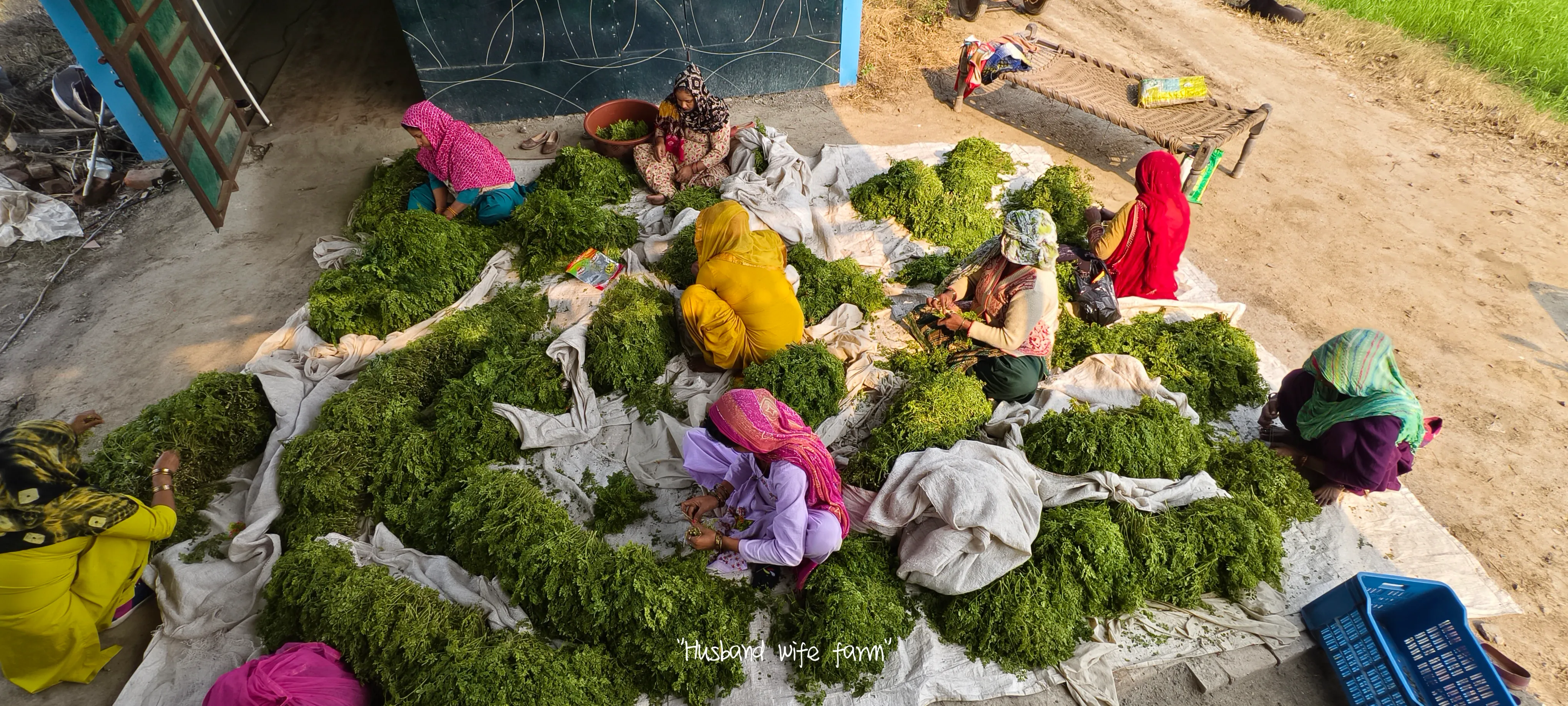 As a pioneer moringa farming brand in Haryana, the Husband Wife Farm startup has become widely known for the authenticity and quality that it offers. 