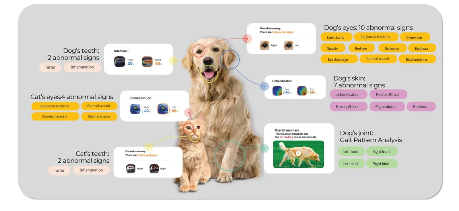 cats and dogs