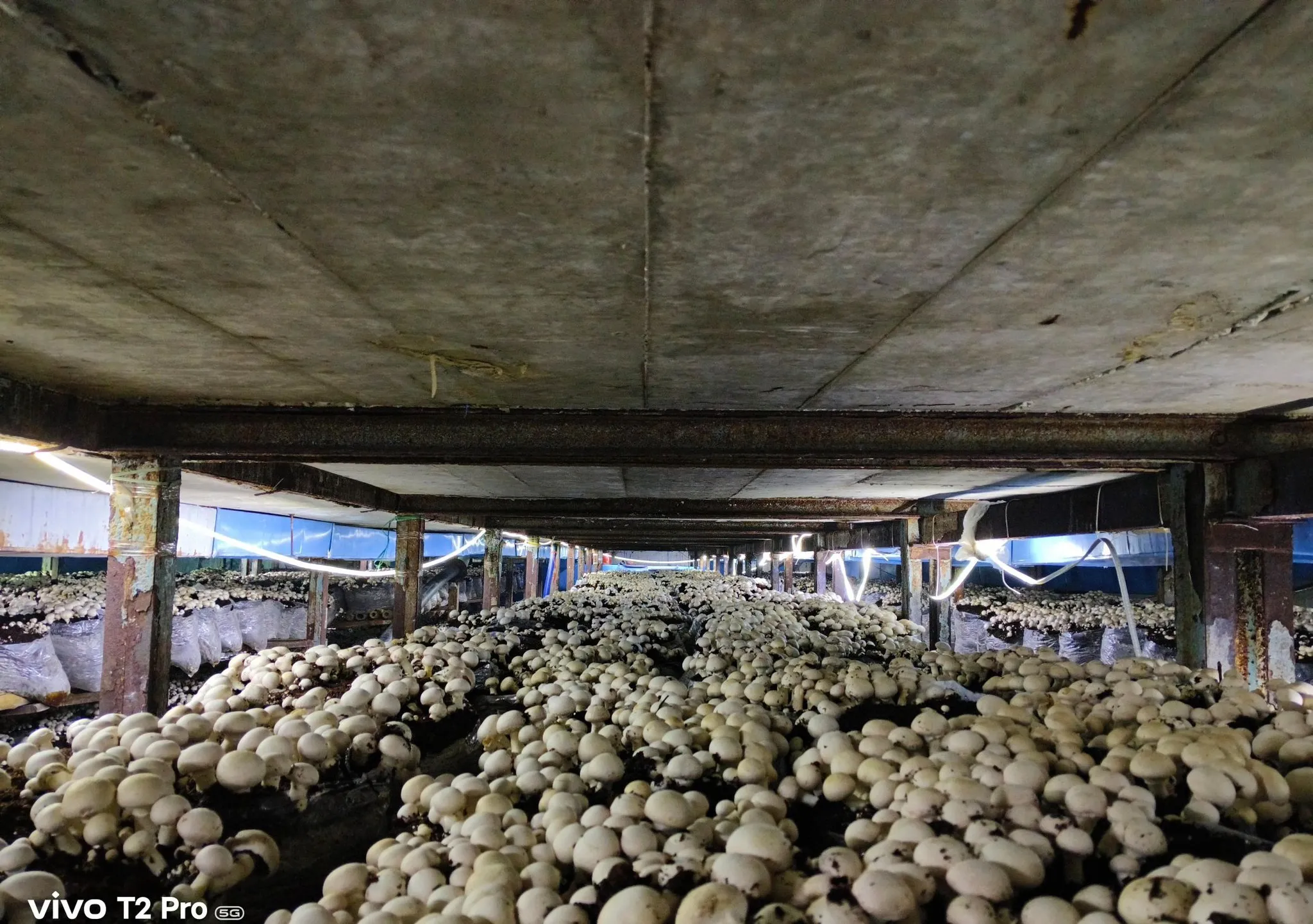 Button Mushrooms at Tulsi Spawn Lab