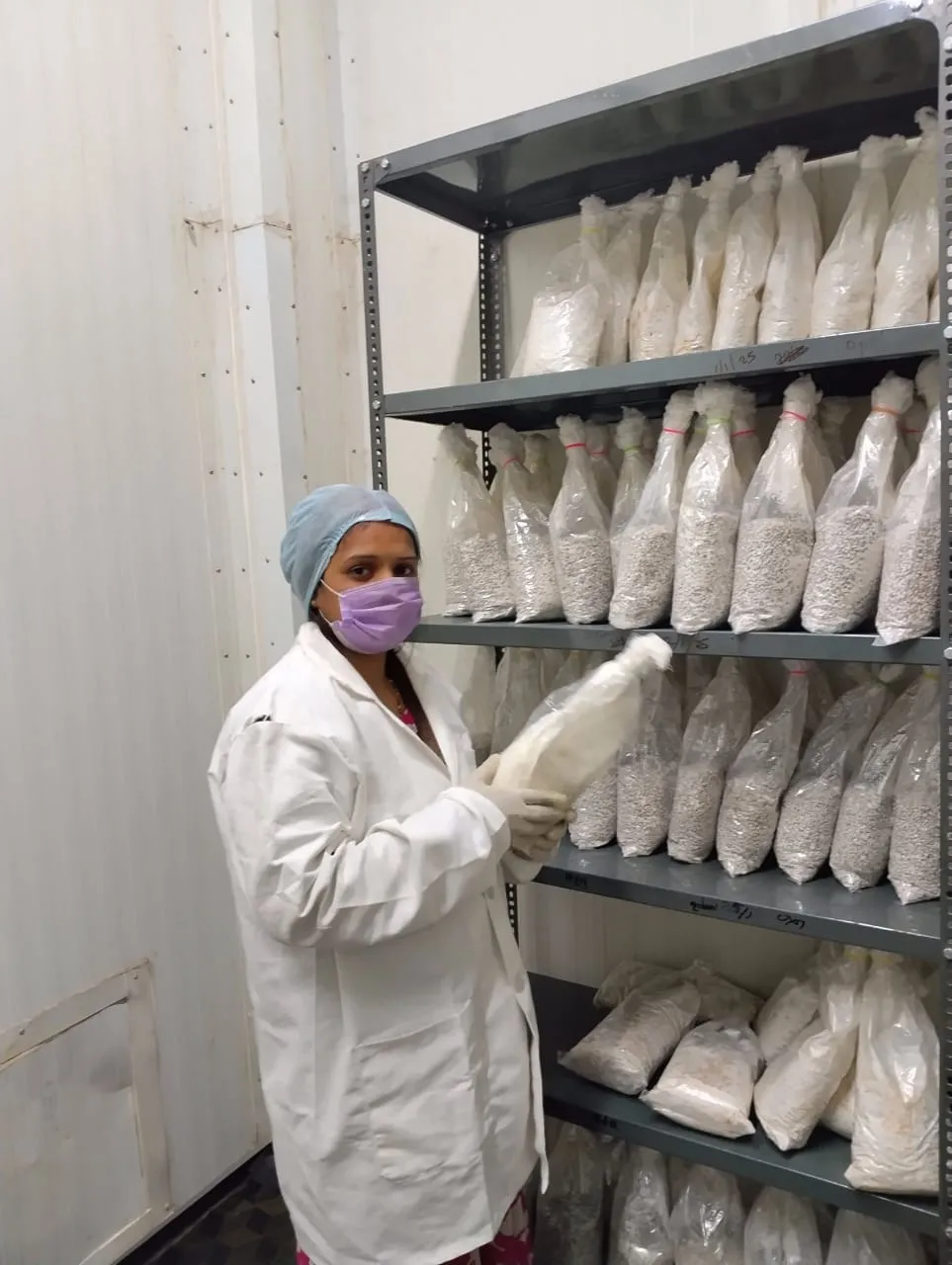 Mushroom Spawns at Tulsi Spawn Labs