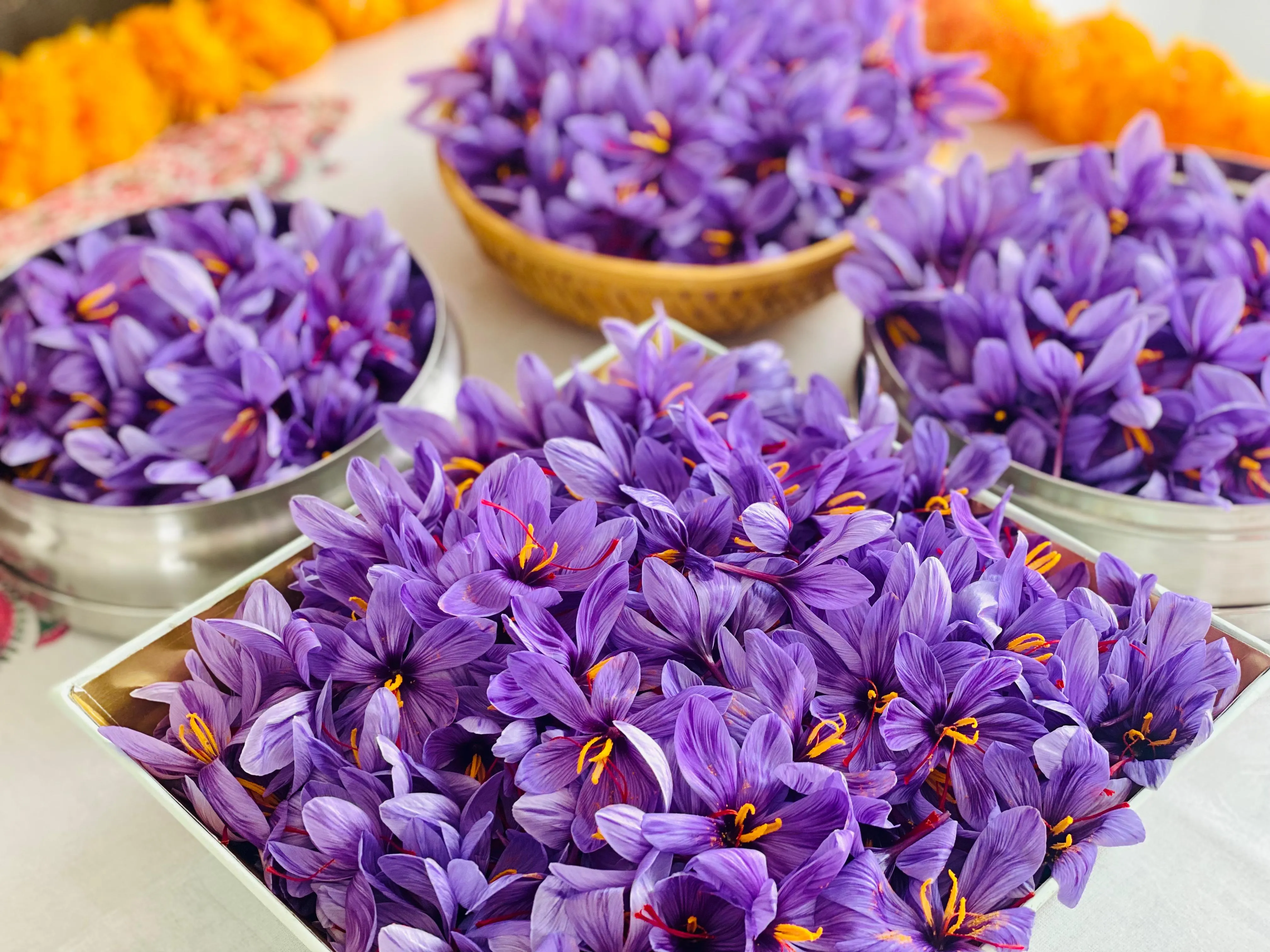 Saffron Farming Indoor