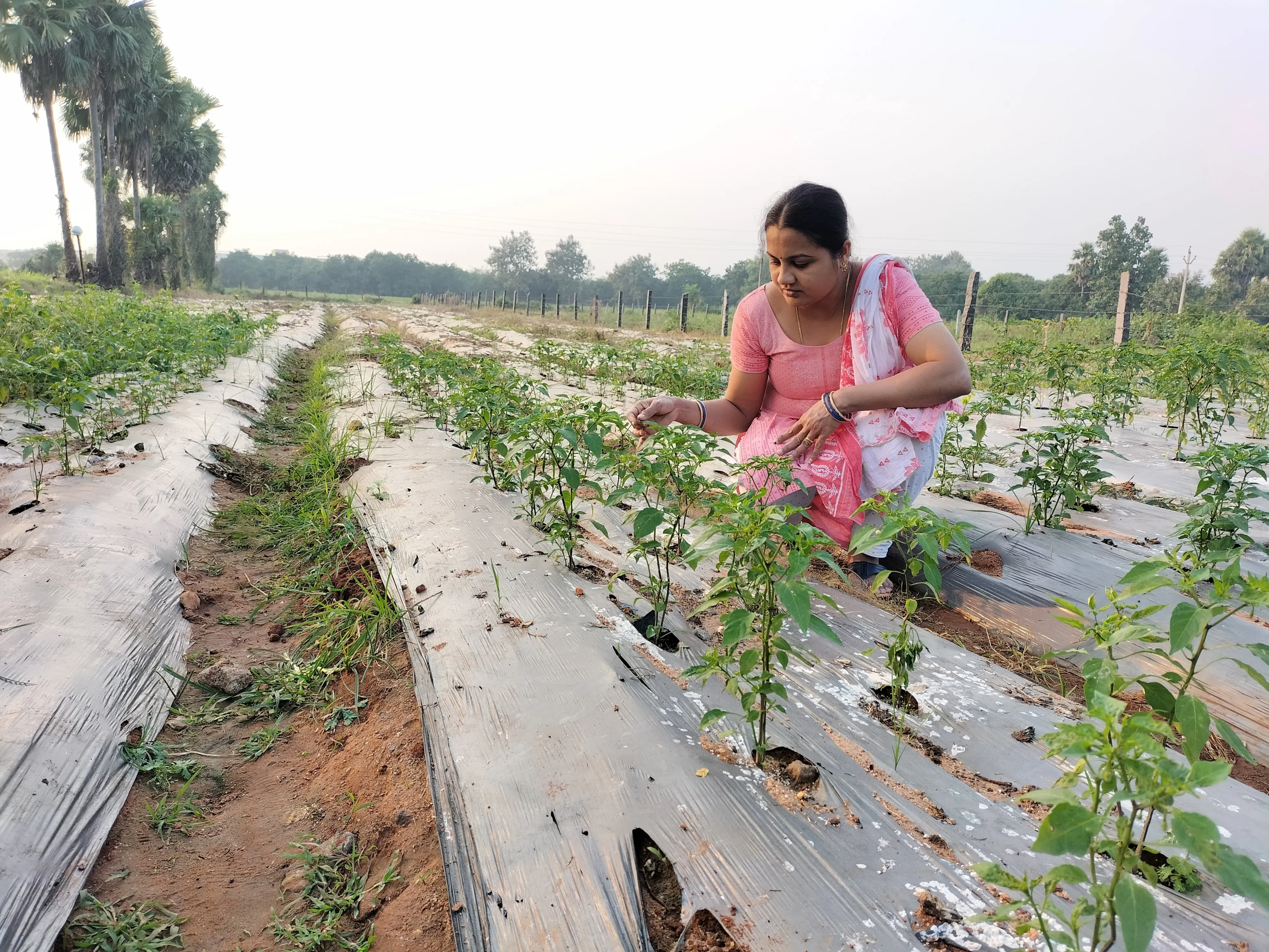 Seedbasket Farm