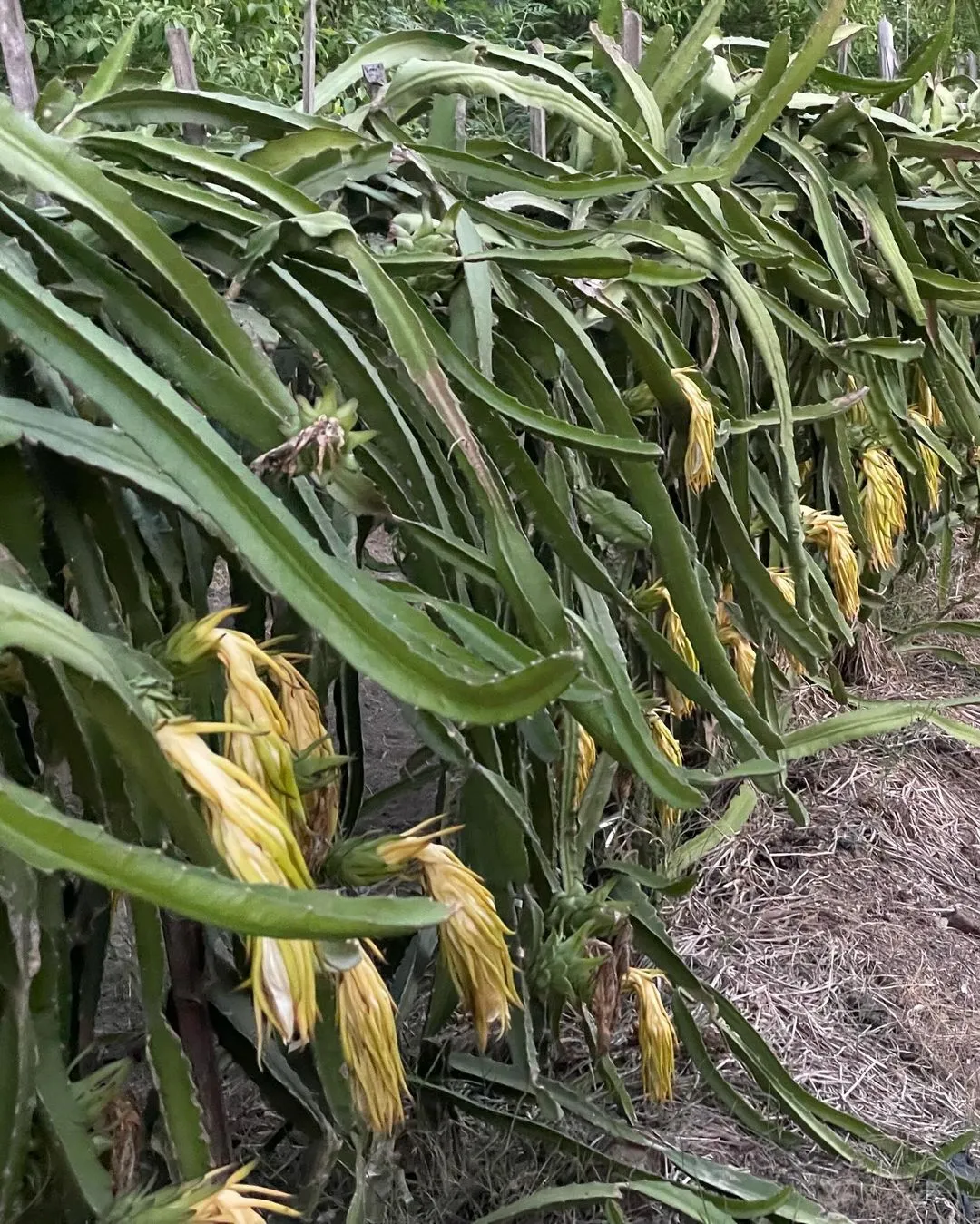 Yellow and red dragon fruit farm (Trellis method) (1)