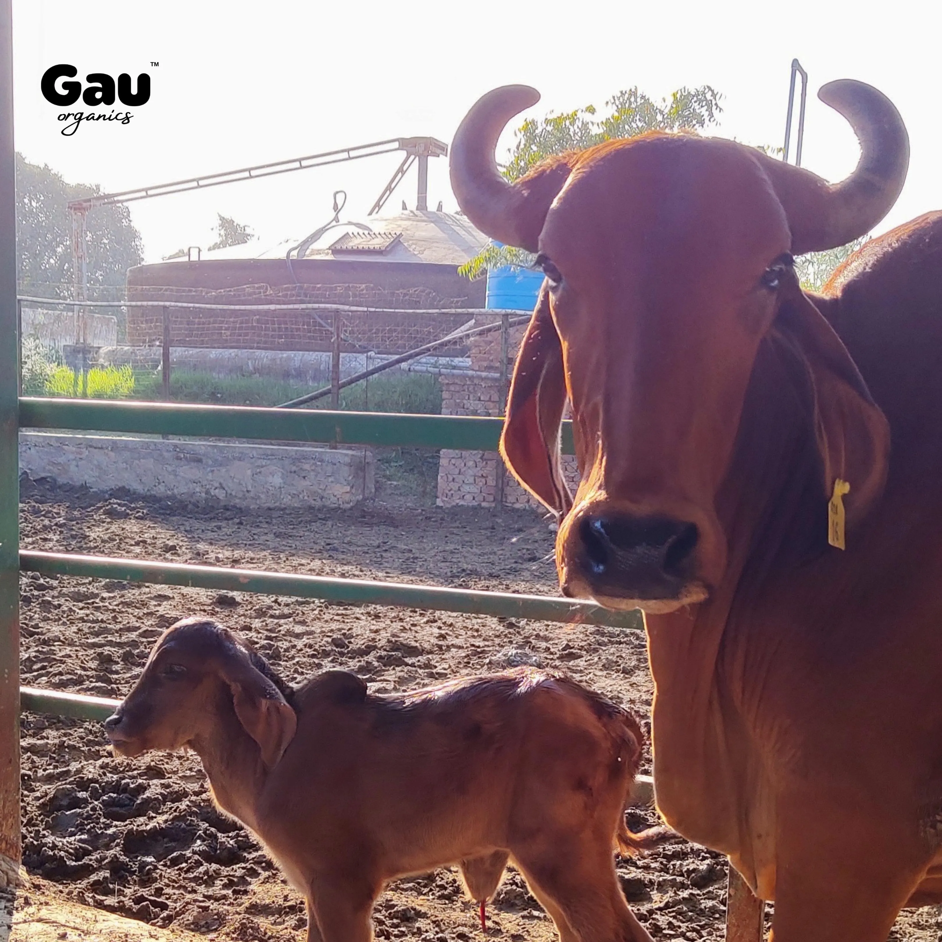 Gau Organics Cow