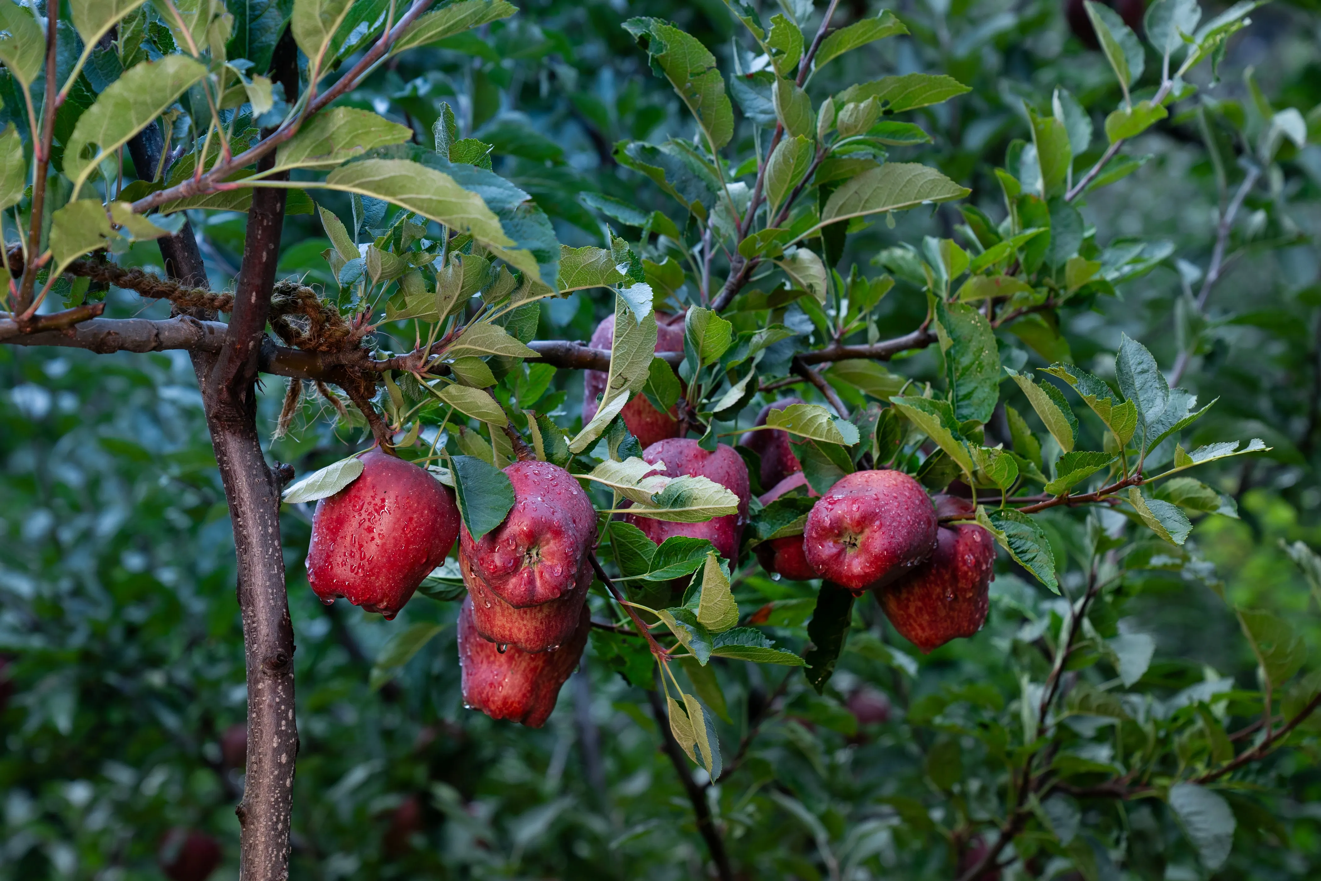 Kinnaur Apples