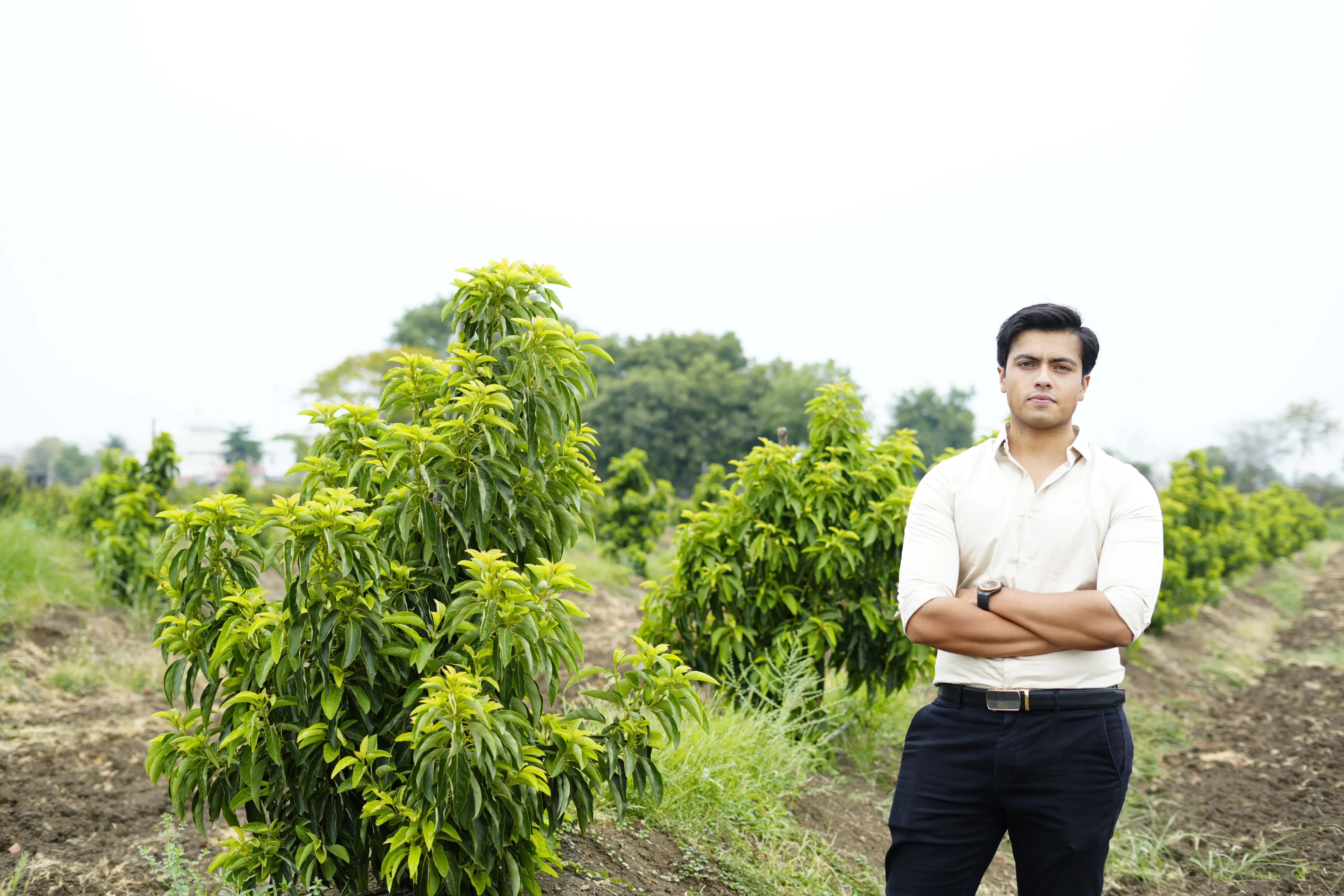 Avocado Farming In Israel