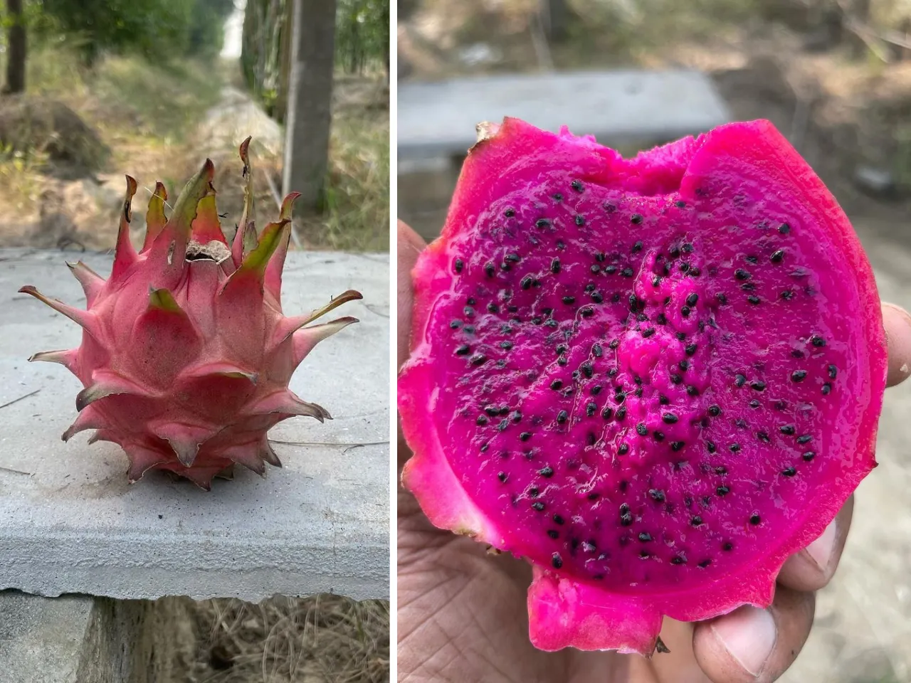 Dragon Fruit