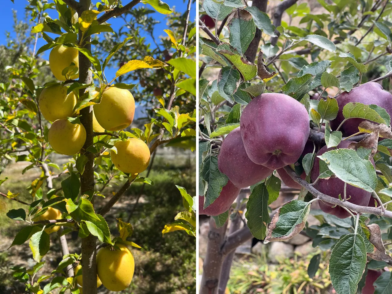 Kinnaur Organic Apples