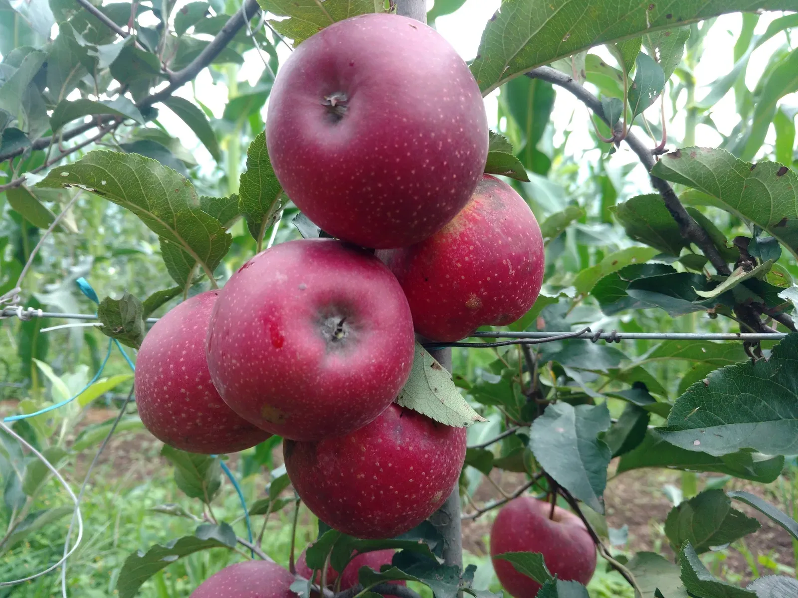 Swaastik Farms Apples