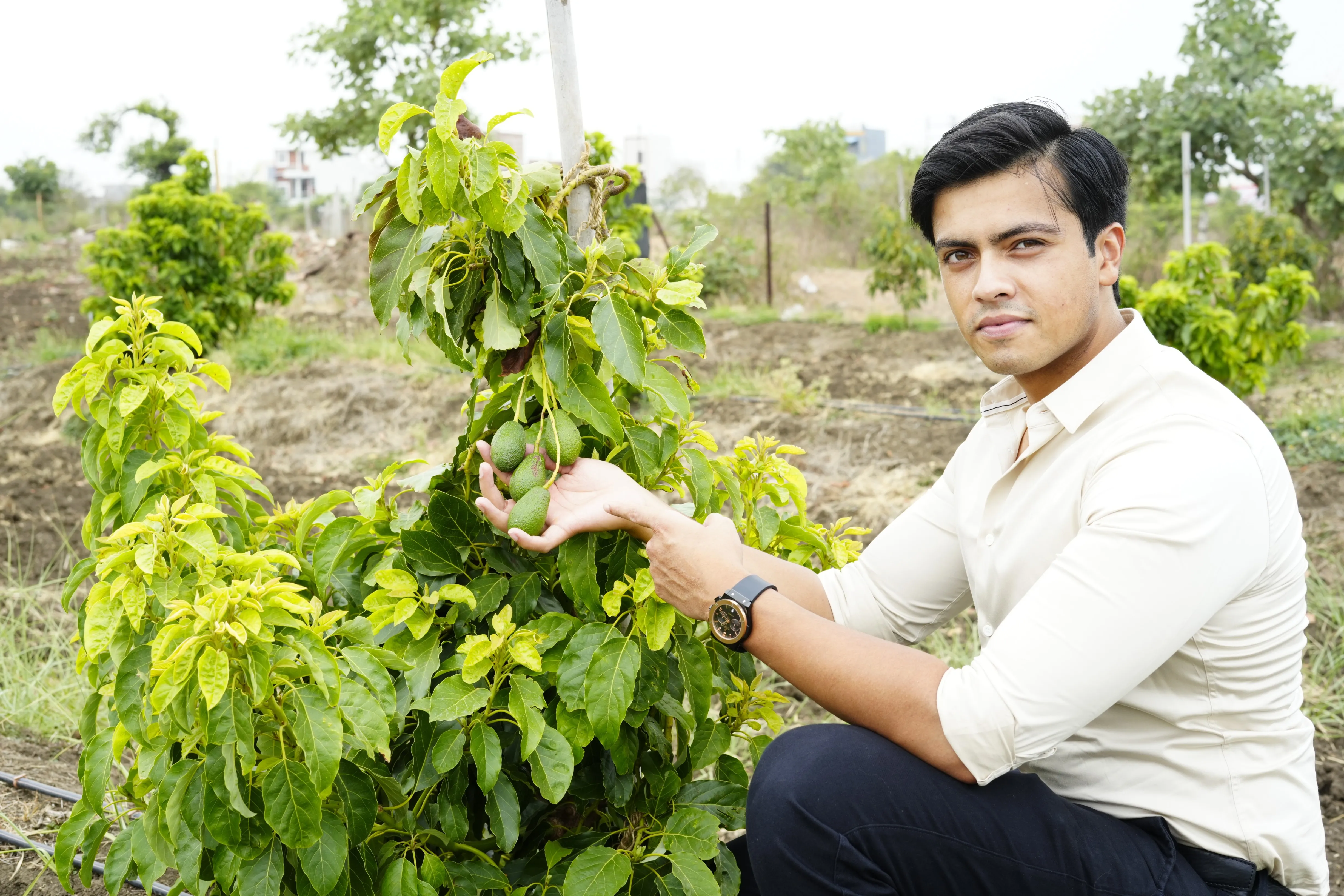 Avocado Farming