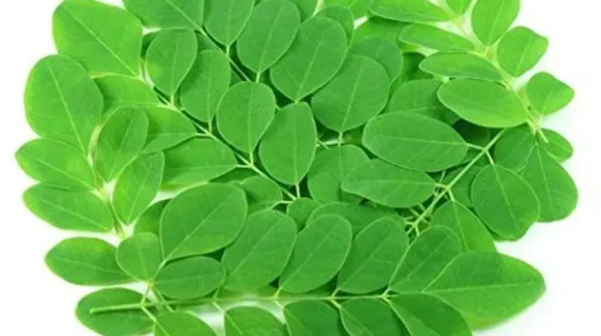 moringa 