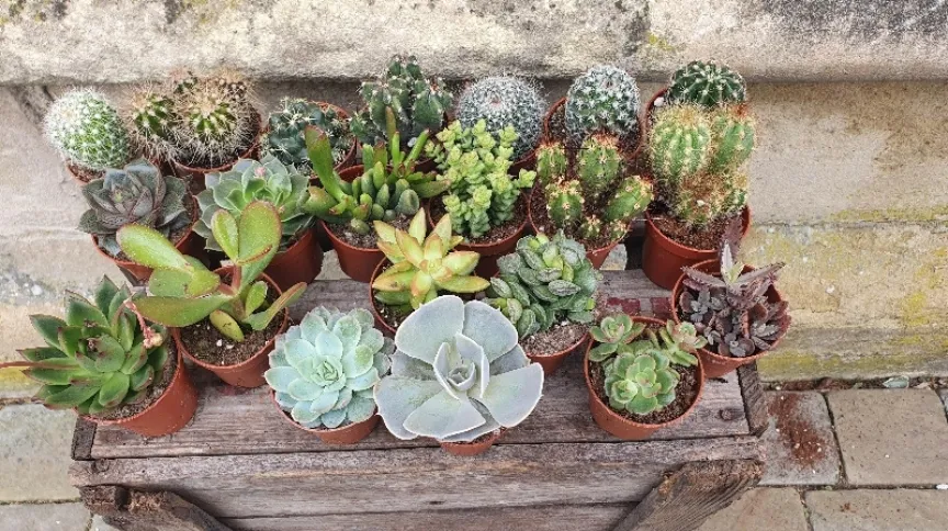 Succulent plants 