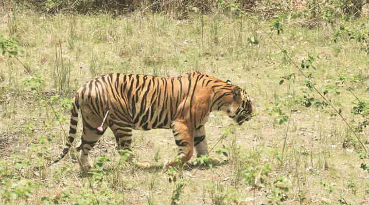 MB2 TIger Madhya Pradesh