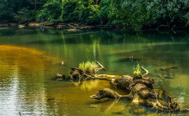 களக்காடு புலிகள் சரணாலயம், திருநெல்வேலி, Thamirabarani Mahapushkaram 2018, தாமிரபரணி மகா புஷ்கரம்