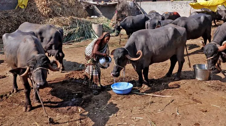 மகாராஷ்ட்ராவில் பருவ மழை