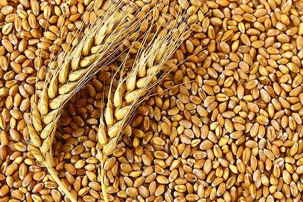Weight Loss Tips : wheat, கோதுமை
