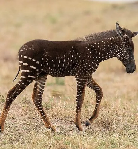 Rare polka-dotted zebra foal spotted in Maasai Mara