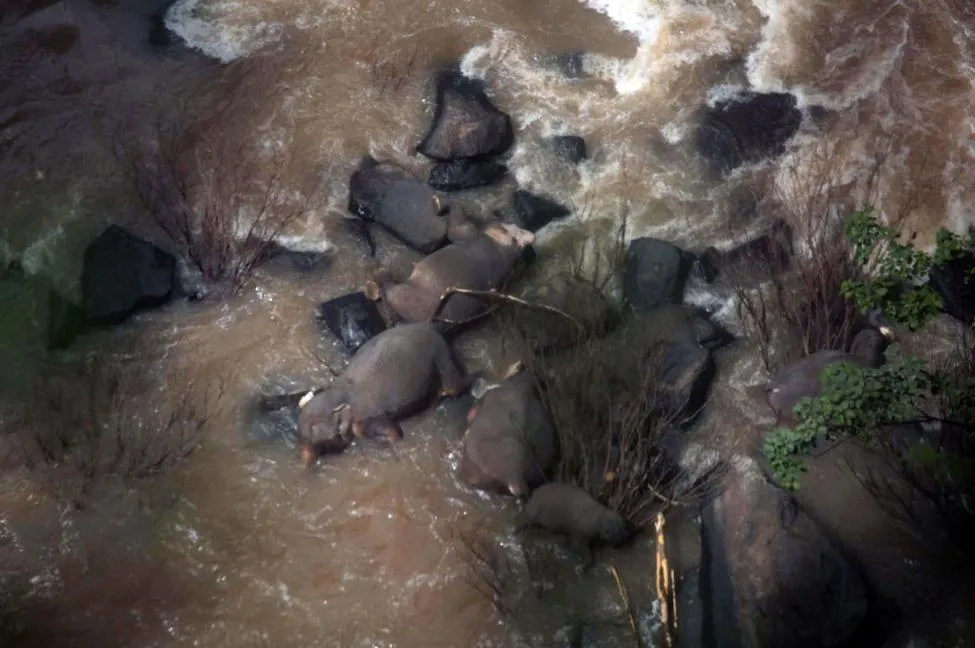 Thailand baby elephant drowned in a waterfall