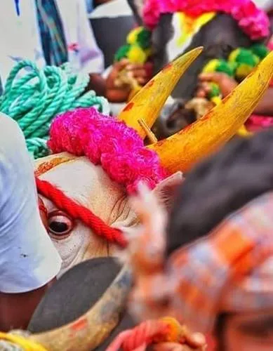 Pongal 2020 Alanganallu Palamedu Jallikkattu Pollachi Rekla race Tamil Nadu traditional sports